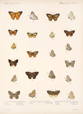 Frederick DuCane Godman - Insecta LepidopteraRhopalocera Pl 040.webp