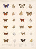 Insectes Lépidoptères Rhopalocères Pl 041 - Frederick DuCane Godman — näkymä teoksesta
