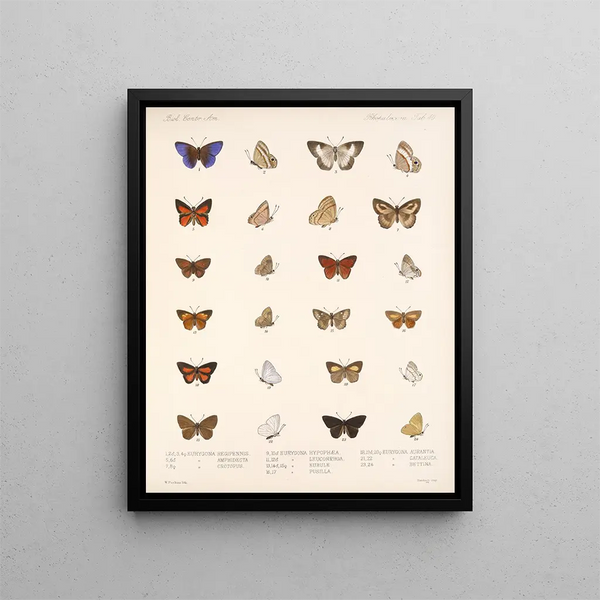Insectes Lépidoptères Rhopalocères Pl 041 - Frederick DuCane Godman — kehystetty taideteos seinällä