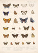 Insecta Lepidoptera Rhopalocera Pl 044 - Frederick DuCane Godman — näkymä teoksesta