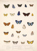 Insektit Lepidoptera Rhopalocera Pl 045 - Frederick DuCane Godman — näkymä teoksesta