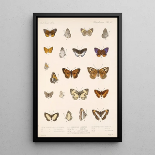 Frederick DuCane Godman - Insecta LepidopteraRhopalocera Pl 046.webp