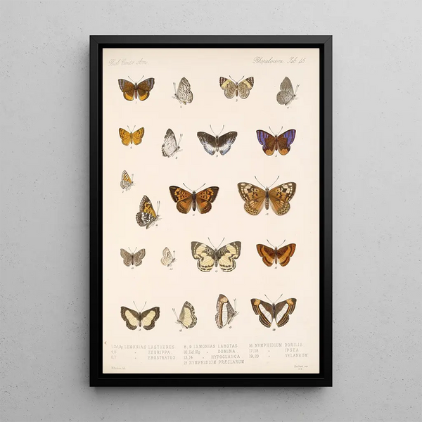 Frederick DuCane Godman - Insecta LepidopteraRhopalocera Pl 046.webp