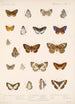 Insecta Lepidoptera Rhopalocera Pl 046 - Frederick DuCane Godman — näkymä teoksesta
