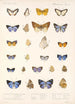 Insecta Lepidoptera Rhopalocera Pl 047 - Frederick DuCane Godman — näkymä teoksesta