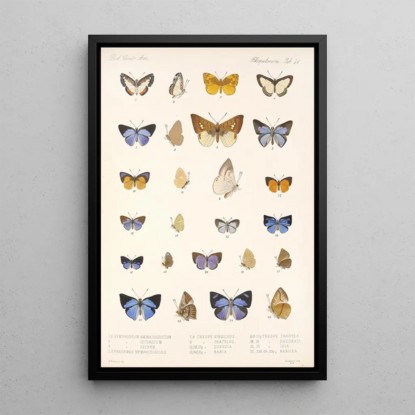 Frederick DuCane Godman - Insecta LepidopteraRhopalocera Pl 047.webp