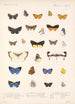 Insecta Lepidoptera Rhopalocera Pl 048 - Frederick DuCane Godman — näkymä teoksesta