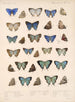 Hyönteiset Lepidoptera Rhopalocera Pl 051 - Frederick DuCane Godman — näkymä teoksesta