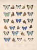 Insecta Lepidoptera Rhopalocera Pl 052 - Frederick DuCane Godman — näkymä teoksesta