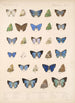 Insecta Lepidoptera Rhopalocera Pl 053 - Frederick DuCane Godman — näkymä teoksesta