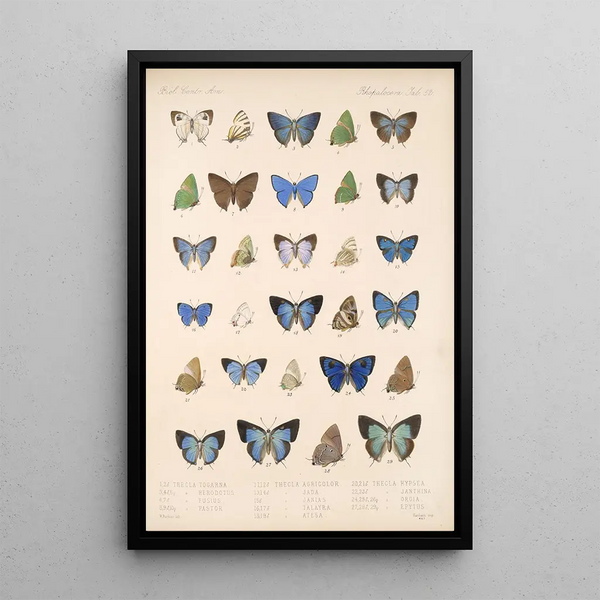 Frederick DuCane Godman - Insecta LepidopteraRhopalocera Pl 053.webp