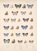 Insecta Lepidoptera Rhopalocera Pl 054 - Frederick DuCane Godman — näkymä teoksesta