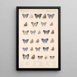 Frederick DuCane Godman - Insecta LepidopteraRhopalocera Pl 054.webp