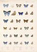 Insektit Lepidoptera Rhopalocera Pl 057 - Frederick DuCane Godman — näkymä teoksesta