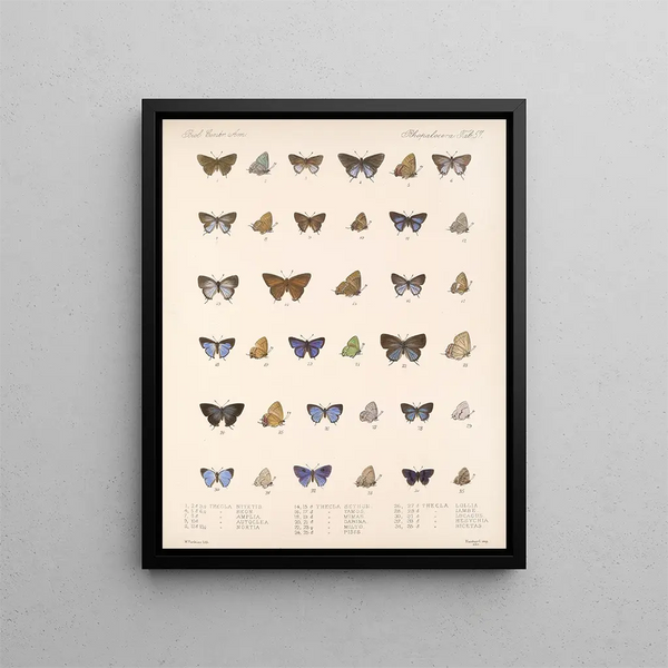 Insectes Lépidoptères Rhopalocères Pl 058 - Frederick DuCane Godman — kehystetty taideteos seinällä