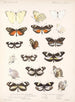 Insectes Lépidoptères Rhopalocères Pl 061 - Frederick DuCane Godman — näkymä teoksesta