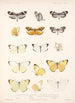 Insecta Lepidoptera Rhopalocera Pl 062 - Frederick DuCane Godman — näkymä teoksesta