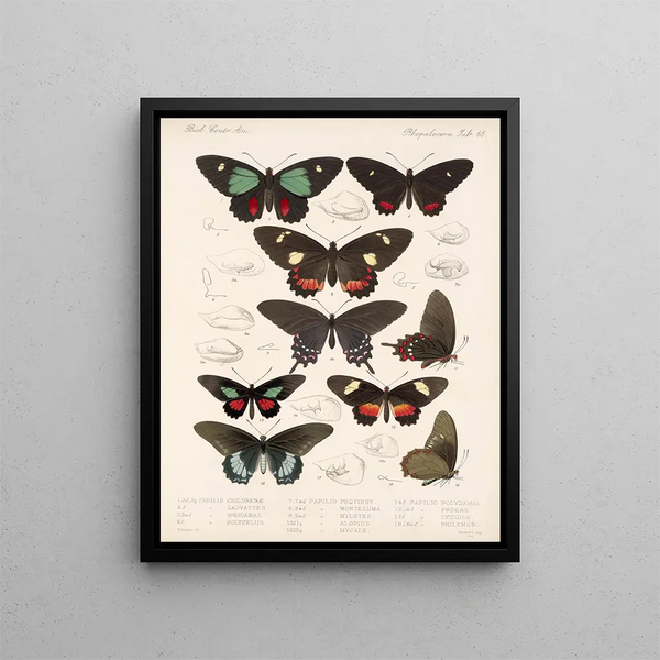 Insectes Lépidoptères Rhopalocères Pl 066 - Frederick DuCane Godman — kehystetty taideteos seinällä