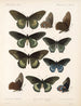 Insectes Lépidoptères Rhopalocères Pl 067 - Frederick DuCane Godman — näkymä teoksesta