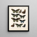 Insectes Lépidoptères Rhopalocères Pl 067 - Frederick DuCane Godman — kehystetty taideteos seinällä