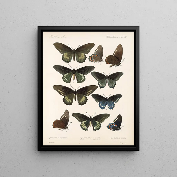 Insectes Lépidoptères Rhopalocères Pl 067 - Frederick DuCane Godman — kehystetty taideteos seinällä