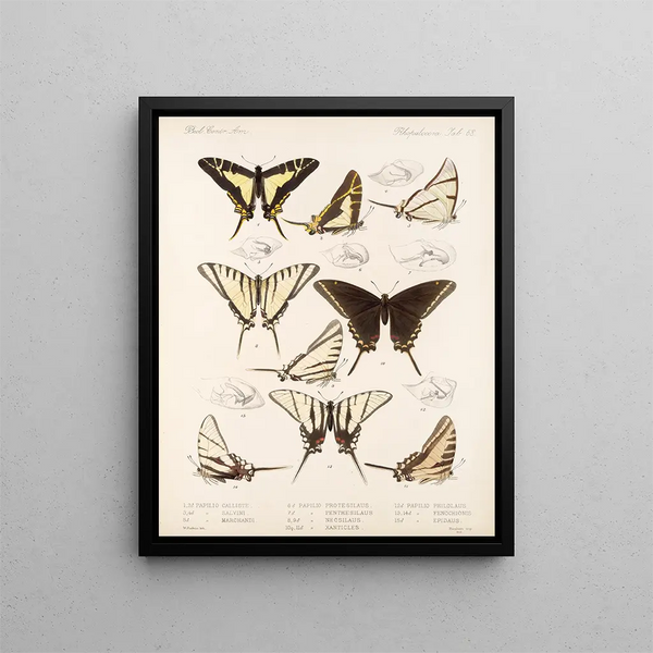 Insectes Lépidoptères Rhopalocères Pl 069 - Frederick DuCane Godman — kehystetty taideteos seinällä