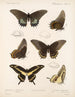Insectes Lépidoptères Rhopalocères Pl 070 - Frederick DuCane Godman — näkymä teoksesta
