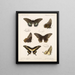 Insectes Lépidoptères Rhopalocères Pl 070 - Frederick DuCane Godman — kehystetty taideteos seinällä
