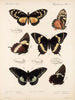 Insectes Lépidoptères Rhopalocères Pl 072 - Frederick DuCane Godman — näkymä teoksesta
