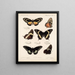 Insectes Lépidoptères Rhopalocères Pl 072 - Frederick DuCane Godman — kehystetty taideteos seinällä