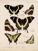 Insectes Lépidoptères Rhopalocères Pl 073 - Frederick DuCane Godman — näkymä teoksesta