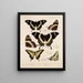 Insectes Lépidoptères Rhopalocères Pl 073 - Frederick DuCane Godman — kehystetty taideteos seinällä