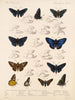 Insectes Lépidoptères Rhopalocères Pl 074 - Frederick DuCane Godman — näkymä teoksesta