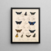 Insectes Lépidoptères Rhopalocères Pl 074 - Frederick DuCane Godman — kehystetty taideteos seinällä