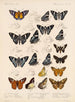 Insectes Lépidoptères Rhopalocères Pl 075 - Frederick DuCane Godman — näkymä teoksesta
