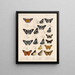 Insectes Lépidoptères Rhopalocères Pl 075 - Frederick DuCane Godman — kehystetty taideteos seinällä