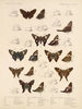 Insectes Lépidoptères Rhopalocères Pl 076 - Frederick DuCane Godman — näkymä teoksesta