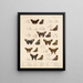 Insectes Lépidoptères Rhopalocères Pl 076 - Frederick DuCane Godman — kehystetty taideteos seinällä
