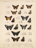 Insectes Lépidoptères Rhopalocères Pl 077 - Frederick DuCane Godman — näkymä teoksesta