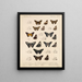Insectes Lépidoptères Rhopalocères Pl 077 - Frederick DuCane Godman — kehystetty taideteos seinällä