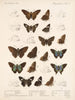 Insectes Lépidoptères Rhopalocères Pl 078 - Frederick DuCane Godman — näkymä teoksesta