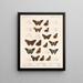 Insectes Lépidoptères Rhopalocères Pl 078 - Frederick DuCane Godman — kehystetty taideteos seinällä