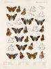 Insectes Lépidoptères Rhopalocères Pl 106 - Frederick DuCane Godman — näkymä teoksesta