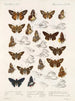 Insectes Lépidoptères Rhopalocères Pl 107 - Frederick DuCane Godman — näkymä teoksesta