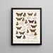 Insectes Lépidoptères Rhopalocères Pl 107 - Frederick DuCane Godman — kehystetty taideteos seinällä