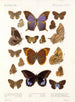 Insectes Lépidoptères Rhopalocères Pl 108 - Frederick DuCane Godman — näkymä teoksesta