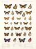 Insectes Lépidoptères Rhopalocères Pl 109 - Frederick DuCane Godman — näkymä teoksesta