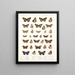 Insectes Lépidoptères Rhopalocères Pl 109 - Frederick DuCane Godman — kehystetty taideteos seinällä