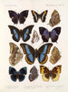 Insectes Lépidoptères Rhopalocères Pl 110 - Frederick DuCane Godman — näkymä teoksesta