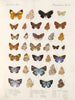 Insectes Lépidoptères Rhopalocères Pl 111 - Frederick DuCane Godman — näkymä teoksesta